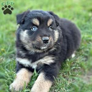 Dolly, Miniature Australian Shepherd Puppy
